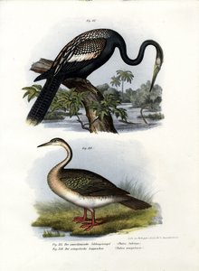 Slangenhalsvogel, 1864